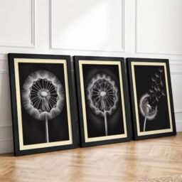 Dandelion Botanical Series Botanical Set of 3 Framed Wall Art Prints A4