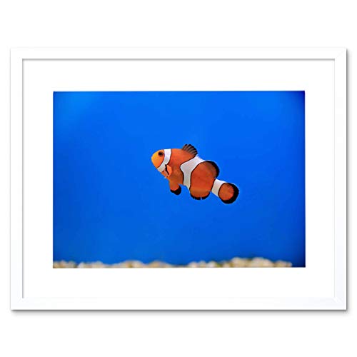 Wee Blue Coo Mp Photo Nature Animal Fish Clown Colour Tropical Picture Framed Wall Art Print