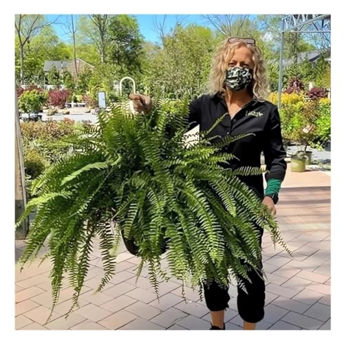 UV Resistant Lifelike Artificial Boston Fern - 2024 New Faux Boston Ferns Outdoor Planter Large, Realistic Fake Feen Hanging Silk Fern Stems Indoor Basket Plant Urn Fillers Front Porch (4, Green)