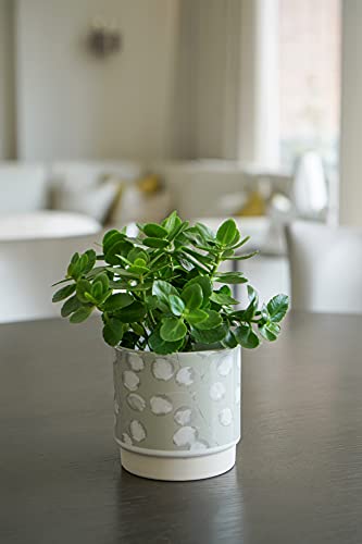 Ivyline Honesty Planter Mint H12Cm D12Cm