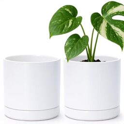 D'vine Dev Set of 2 Plants Pots, 6 Inch Ceramic Planter Pot for Plants with Drainage Hole and Saucer, White, 94-V-C-1