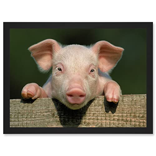 Artery8 Pig Piglet Cute Farm Pink Baby Babe A4 Artwork Framed Wall Art Print