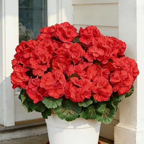 AWARDSEN 4 Pcs Red Artificial Geranium Flowers for Outdoors UV Resistant Fake Silk Geranium Flower Outdoor Plants for Home Porch Courtyard Decoration
