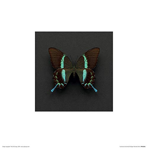 Alyson Fennell (Swallowtail Butterfly 30 x 30cm Art Print