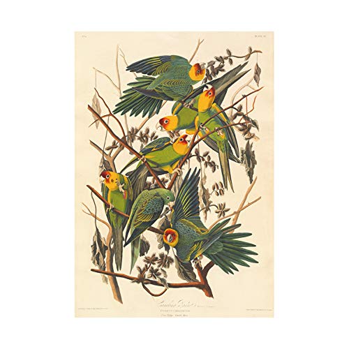Wee Blue Coo Painting Bird Audubon Carolina Parrot Wall Art Print