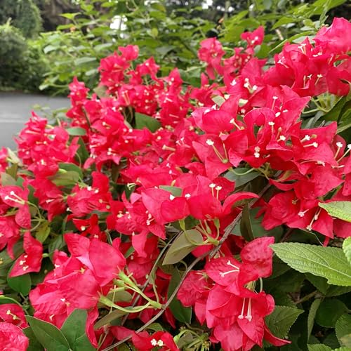Pack of 12 - Silk Bougainvillea Branches Artificial Flowers Stem Faux Bougainvillea Floral Hanging Vines for Home Wedding Centerpieces Table Vase Storefront Event Decor (Deep Pink - Pack of 12)