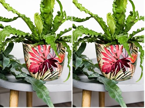 Ivyline Monza Tropical Fuchsia Planter 17CM (Pack of 2)