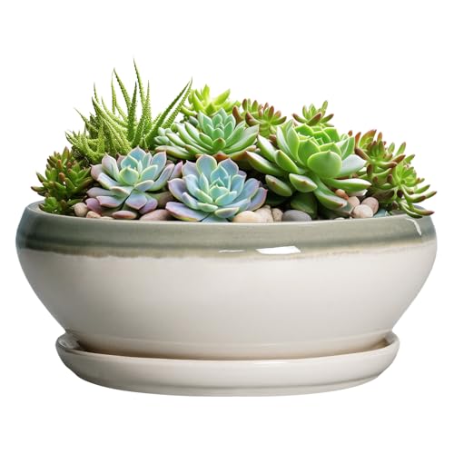 SQOWL Bonsai Pots - 12 Inch Ceramic Plant Pots, Round Indoor Planter with Drainage Hole and Saucer, Shallow Modern Planter Bowl, Room Decor, Off-White and Gray