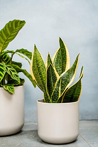 Ivyline Lisbon Planter Light Grey D18.5Cm