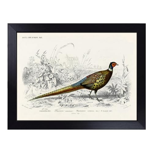 Lap Tray with Bean Bag Cushion, Pheasant Illustration By Charles D' Orbigny - Handmade in the UK, Raised Wooden Edge, Padded Cushion, Heat-Resistant Wipe-Clean Surface, for Meals, Laptops and Crafts