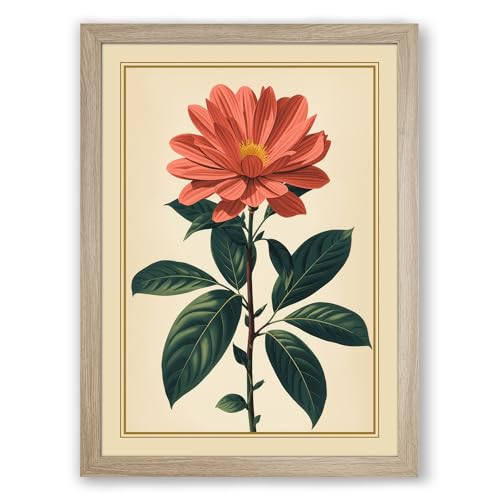 Coral Dahlia Study Botanical Framed Wall Art Print A2 (59.4×42cm) Oak, Wall Decor for Living Room, Bedroom, Office & Home, Ready to Hang, Art Gift