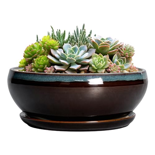 SQOWL Bonsai Pots - 8 Inch Ceramic Plant Pots, Round Indoor Planter with Drainage Hole and Saucer, Shallow Modern Planter Bowl, Room Decor, Blue and White