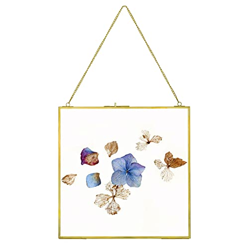 fujack Large Brass Hanging Photo Frame for Pressed Flowers, 12x12 inch Double Clear Glass DIY Artwork Picture Display Clip Frames Dried Plant Specimen Modern Wall Gold Square Ornament
