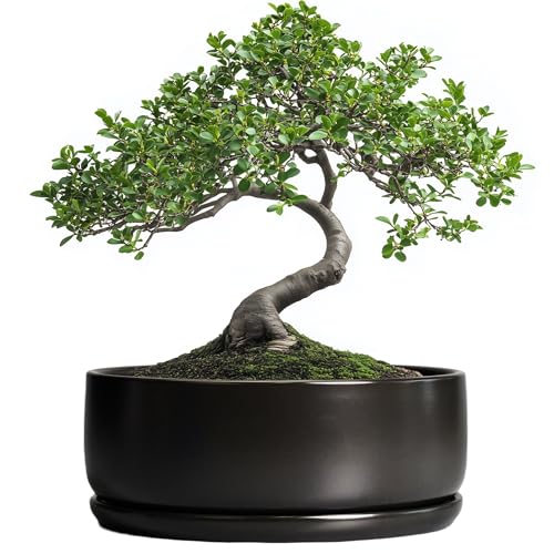 SQOWL Bonsai Pots - 20cm Ceramic Plant Pots for Succulents, Indoor Round Planter with Drainage Hole and Saucer, Shallow Modern Planter, Room Decoration, Black