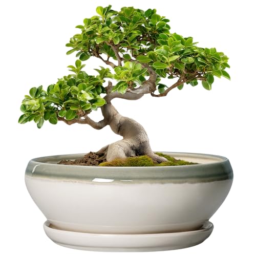 SQOWL Bonsai Pots - 10 Inch Ceramic Plant Pots, Round Indoor Planter with Drainage Hole and Saucer, Shallow Modern Planter Bowl, Room Decor, Off-white and Gray