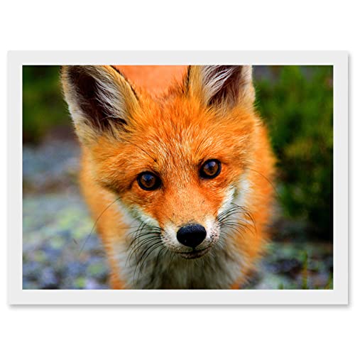 Artery8 Baby Red Fox Portrait Woodland A4 Artwork Framed Wall Art Print