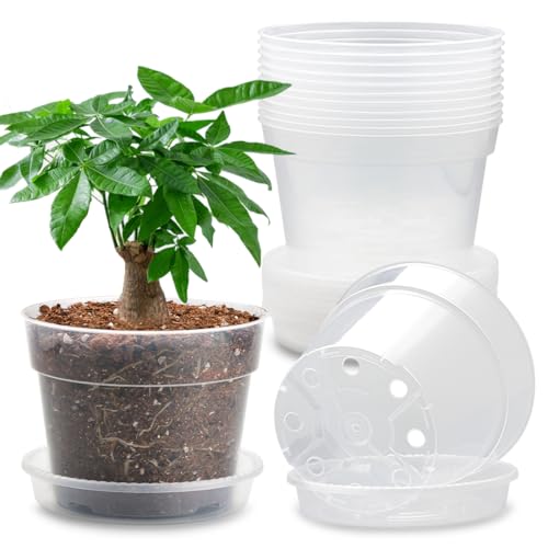BTPLASTIK 12 Pack 7 Inch Clear Nursery Pots for Plants with Saucer