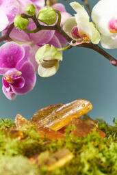 Maeve Floral Orchid & Amber Tinned Candle - thumbnail 2