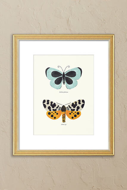 Butterfly Species by Sabina Radeva Framed Wall Art - image 1
