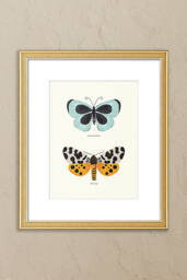 Butterfly Species by Sabina Radeva Framed Wall Art - thumbnail 1