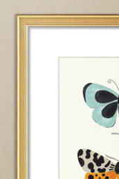 Butterfly Species by Sabina Radeva Framed Wall Art - thumbnail 2