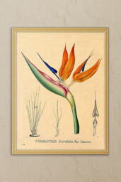 Bird of Paradise by Wyatt Landesmann Framed Wall Art - thumbnail 1