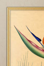 Bird of Paradise by Wyatt Landesmann Framed Wall Art - thumbnail 2