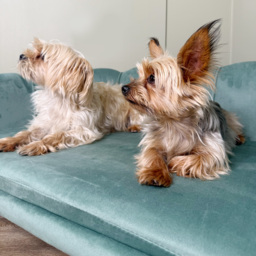 PawHut Dog Sofa, Pet Couch Bed for Medium, Large Dogs, with Legs, Cushion - Green - thumbnail 8