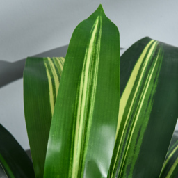 Outsunny Set of 2 Artificial Dracaena Trees, 110cm/3.6FT Tall Decorative Plants with 40 Leaves & Nursery Pot, Fake Tropical Tree for Indoor/Outdoor - thumbnail 9