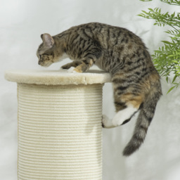 PawHut Cat Scratching Post: 85cm Tall with Sisal Rope, Soft Plush Cover, Anti-Tip Design for Indoor Use, Beige - Aosom UK - thumbnail 8