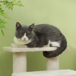 Durable Pet Stairs Ramp, Easy Climb Cat Tree Ladder, Indoor Climbing Frame Staircase for Pets - Aosom UK - thumbnail 9