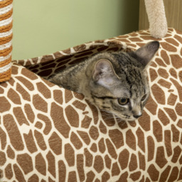 PawHut Giraffe Cat Tree, Indoor Play Tower with Scratching Posts, Tunnel, Ball Toy, 48.5 x 34.5 x 101 cm - Aosom UK - thumbnail 7