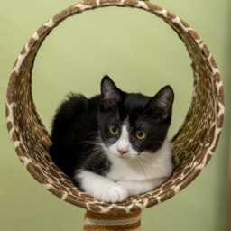 PawHut Giraffe Cat Tree, Indoor Play Tower with Scratching Posts, Tunnel, Ball Toy, 48.5 x 34.5 x 101 cm - Aosom UK - thumbnail 9