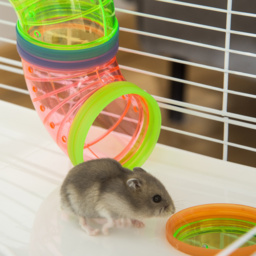 PawHut Hamster Cage w/ Water Bottle, Exercise Wheel, Tubes, Ramps - Light Blue - thumbnail 9