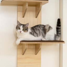 PawHut 4-Level Door Mounted Cat Tree with Washable Plush Mats, Toy Balls, Door Hanging Cat Shelf for Indoor Cats - thumbnail 8