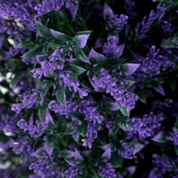 HOMCOM Set of 2 Artificial Lavender Flowers, Indoor Outdoor Fake Plants with Stakes, UV Resistant for Garden,  90 cm, Blue - thumbnail 9