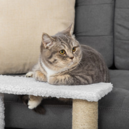 PawHut Pet Stair with 3-step Climb Ladder, Scratching Posts, Platforms, Toy Ball, for Indoor Cats Kittens, White - Aosom UK - thumbnail 9