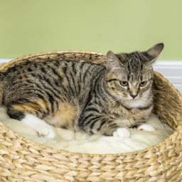 PawHut 72cm Cat Tree Kitten Tower, with Sisal Scratching Post, Two Beds, Toy Ball - thumbnail 9