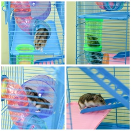 PawHut Hamster Habitat, 5 Tier Cage with Exercise Wheels, Tunnel, Water Bottle, Dishes, Ladder, Blue - Aosom UK - thumbnail 8