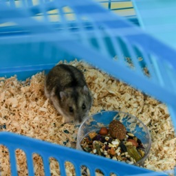 PawHut Hamster Habitat, 5 Tier Cage with Exercise Wheels, Tunnel, Water Bottle, Dishes, Ladder, Blue - Aosom UK - thumbnail 9