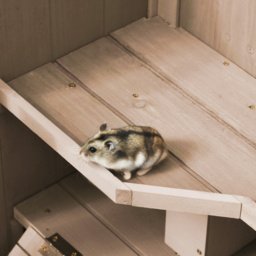 PawHut Wooden Hamster Cage, Mice Rodent Small Animals Kit Hutch, 3 Tiers Exercise Play House, with Wheels, Bottom Tray, 99 x 50 x 69 cm, Natural Wood - thumbnail 9
