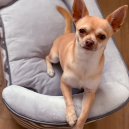 PawHut Dog Sofa Pet Couch for XS Dogs w/ Removable Sponge Padded Cushion - Grey - Aosom UK - thumbnail 9