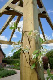 Forest Garden Radial Pergola - thumbnail 2