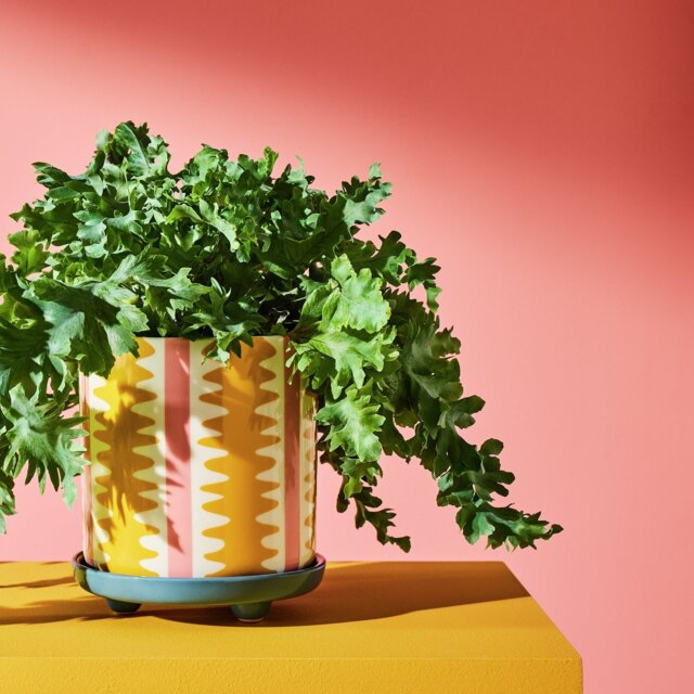 Habitat Stripe Ceramic Yellow Planter with Saucer - image 1
