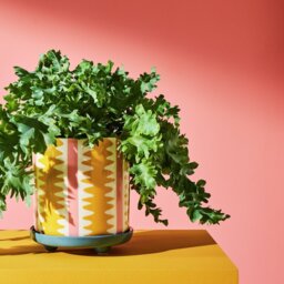 Habitat Stripe Ceramic Yellow Planter with Saucer - thumbnail 1