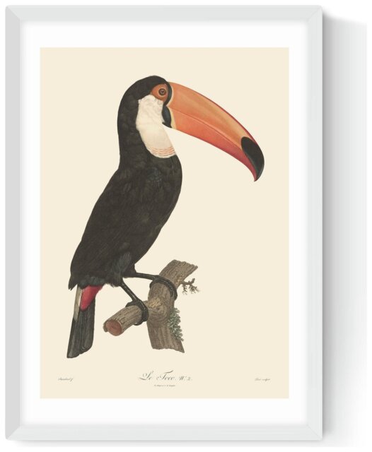 East End Prints Toucan White Frame Art Print - A3 - image 1