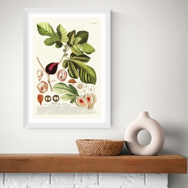 East End Prints Ficus White Frame Art Print - A2 - image 1