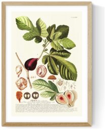 East End Prints Ficus Oak Frame Art Print - A2 - thumbnail 2