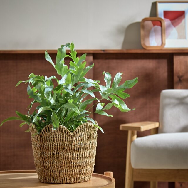 Habitat Small Scallop Rattan Planter - Natural - image 1