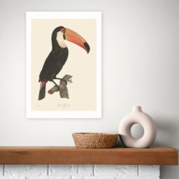 East End Prints Toucan Art Print - A2 - thumbnail 1